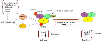 The role of AMPK in cancer metabolism and its impact on the immunomodulation of the tumor microenvironment